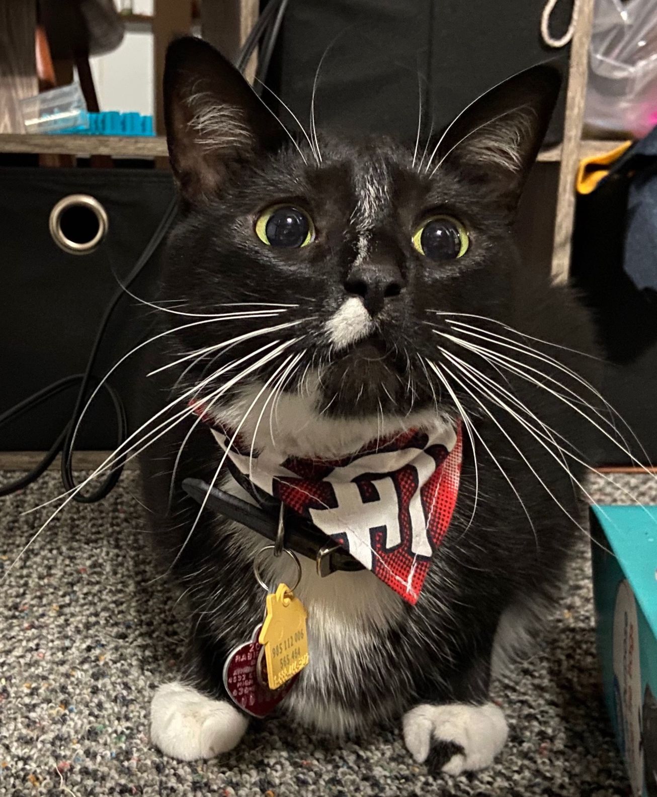 St. Mewis Cardinals Fan